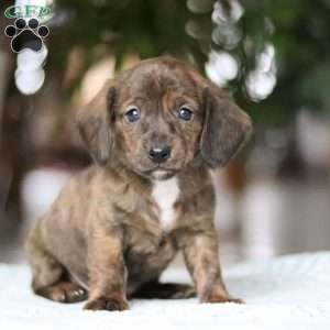 Little Smokie, Dachshund Puppy